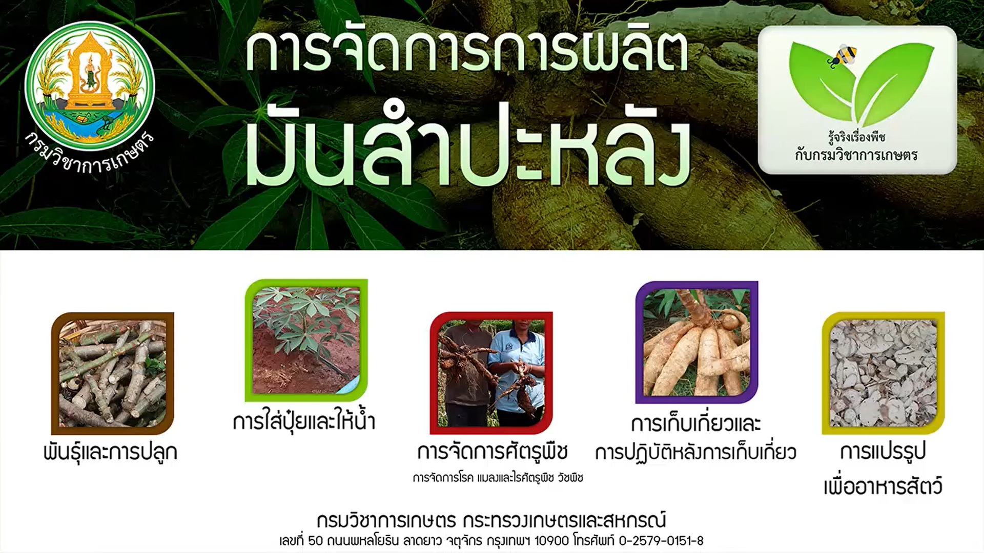 การผลิตมันสำปะหลัง การเก็บเกี่ยว 6/7